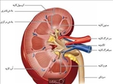 دستورالعملهای بالینی وزارت سال 1400-اصلاحیه استاندارد درمان جایگزینی مداوم کلیوی